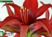 hippeastrum Bogota (3)